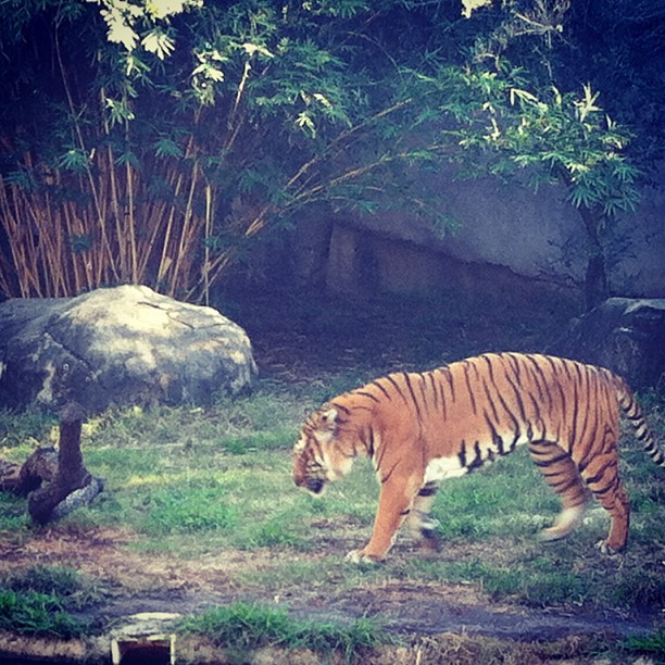 A Malayan tiger paces at Houston Zoo. 